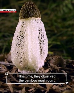 Science View Origami Engineering - Unfolding Hidden Potential Full video➡️https://www3.nhk.or.jp/nhkworld/en/shows/2015332/?cid=wohk | NHK WORLD-JAPAN