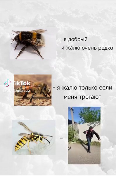 Understanding Wasps: Do They Keep Their Stinger?