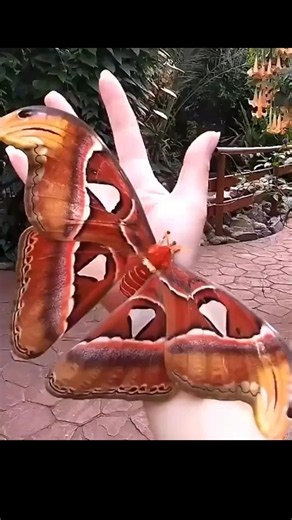 This Giant Moth Looks Like Two Cobras 😳