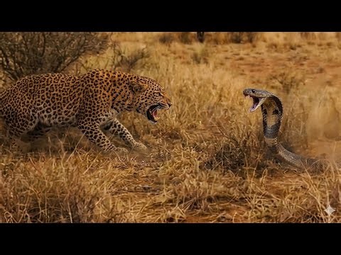 LEOPARD VS COBRA: A Deadly Face-Off in the Savannah! (Real Survival) We