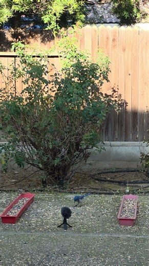 Wild California Scrub Jay Talks Into Microphone