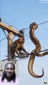 86K views · 138 reactions | Clever monkey vs sneaky python. | Thesy Jennifer | Facebook
