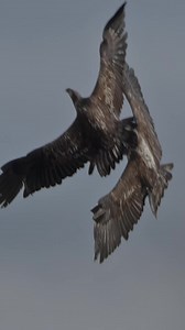 Young Bald Eagles scrap over a fish!#baldeagle #baldeagles #baldeaglesofinstagram #baldeaglephotography #baldeagle_lovers #baldeaglesighting #natgeo #hudsonriver #mohawkriver #canon #r5c #canonr5c #wildlifephotography #wildlife #wildlifecinematography #newyork #elite_raptors #birdsofprey #eagle #canonusa #discovery #bestbirdshots #earthcapture #topaz #yourshotphotographer | Mike Lemery Films
