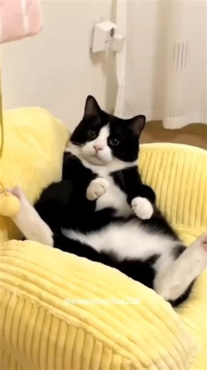 Owner dancing with cat — cat edition! 😹🐱💃 #cat #catvideos #funny #youtubeshorts #shorts #comedy