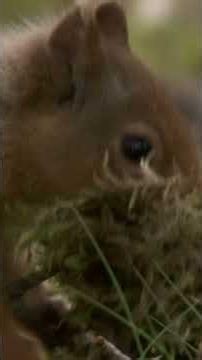 A mother's work is never done. #naturepbs #wildlife #animals #squirrel #momlife
