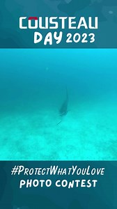 8.3K views · 374 reactions | Cousteau Day Protect What You Love photo contest! Celebrate Jacques Cousteau's legacy by sharing why you love the ocean! | Cousteau | Facebook