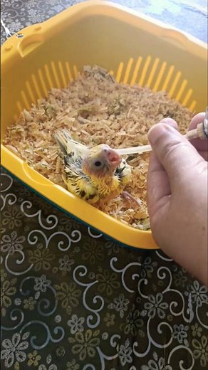 Adorable Cockatiel Chick's Feeding Time And is Growing up Fast! 💖🦜😋 #cockatiel #cutealert