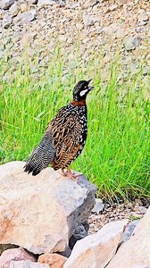 777K views · 15K reactions | Beautiful Black Francolin Call in Nature | #partridges #birds #wildlife #usabirdlovers #USAWildlife | Birds 9 | Facebook