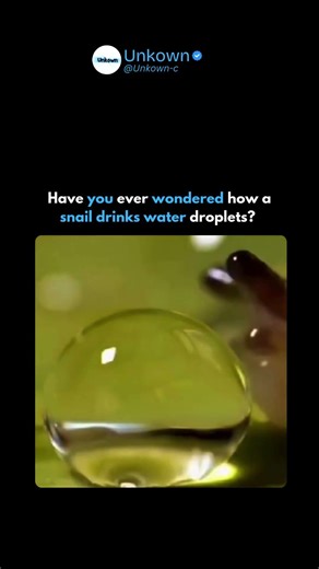 Have you wondered how a snail drinks water?