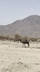 Cinematic Footage Black Brown Dromedary Camels Stock Footage Video (100% Royalty-free) 3992036657 | Shutterstock