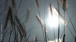 Beautiful and dramatic sunset view with gracefully moving Pennisetum alopecuroides, known as Chinese fountaingrass or dwarf fountain grass