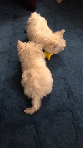 Play Time 🥰🥰 #westie #westiegram #westiemoments #westielove #westielife #westietude #westielover #westiedog #westiebestie #westiemania #westieworld #westienation #westiepuppy #westieoftheday #westies #westielovers #westieofinstagram #westiegirl #westieboy #westiesofinstagram #westiefun #westiepoo #westie_planet #westiemix #westieterrier #westiemom #westiedad #westie_moments #westiegram #westieinstagram | We are Westie Addicts
