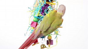 Watch Small Bird Parrot Shredding Toy on Amazon Live
