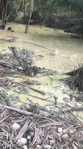 Salifu Azuma (@salifu.azuma)’s videos with original sound - Louis Lamis