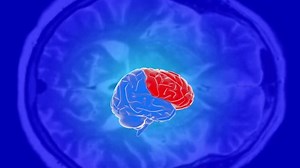 Human Brain Structure Stock Footage Video (100% Royalty-free) 22496812 | Shutterstock