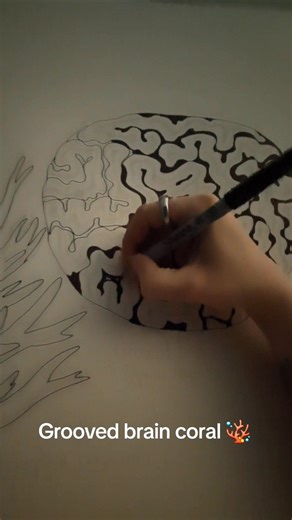 Filling in the Coral Illustration Process