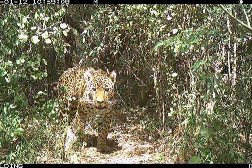 Crucial and heartwarming: see world’s first-ever wild jaguar translocation in Argentina | Discover Wildlife