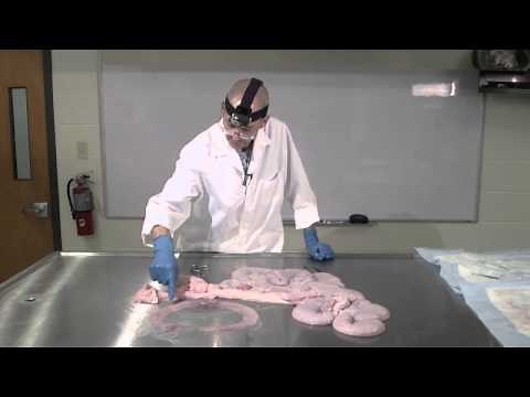 Pregnant Sow Reproductive Tract Dissection