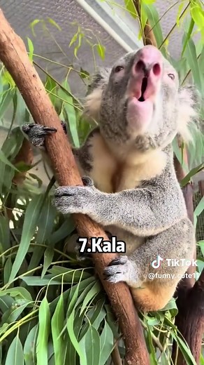 13 Unique Animal Sounds You've Never Heard Before