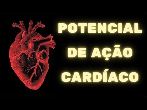 Cardiac Action Potential and Heart Contraction – Human Physiology