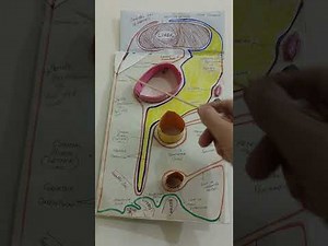The Peritoneum, lesser sac & the greater sac!!