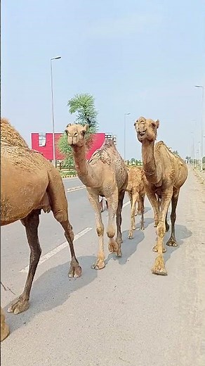 "Camelus: The Genus of Remarkable Desert Adaptation"
