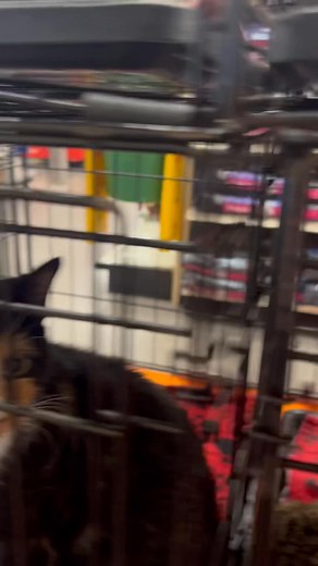 2.4K views · 64 reactions | Cumming adoptions petsmart 11-3! | Feral Cat Program of Georgia | Facebook