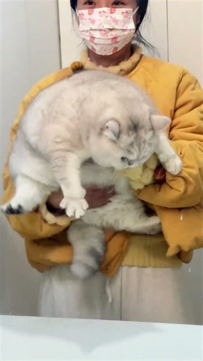 Big Bear Hug: A Cat's Unintended Debut as a Pet Star