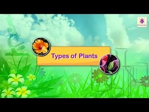 Types of Plants | Science For Kids | Periwinkle