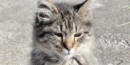 Leigh's Lost and Found Digital Extra: Reward set up for long-lost cat