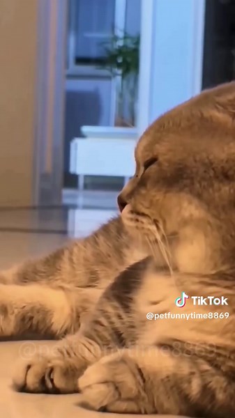 Understanding Why Cats Fear Thunder