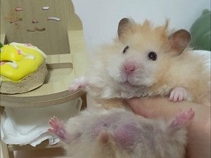 生气，给野人补的生日蛋糕居然不领情，然后被宝宝椅卡住了