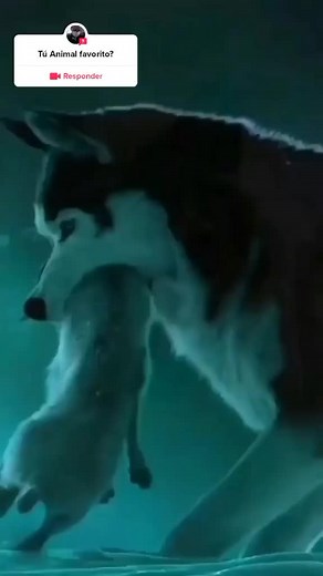 Nombre Científico del Lobo: Canis Lupus