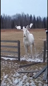 Majestic Moose Breaks Through Fence! Watch as a powerful moose effortlessly breaks through a fence. Nature's strength on display! #fblifestyle #AI Generated using Kling AI . . . (For entertainment purposes only. Consult professionals if guidance on activities is presented. No brand affiliation is implied if any are shown. If inspired by true events, creative adaptations may be included. Content may include public footage.) | Fabiosa Digest