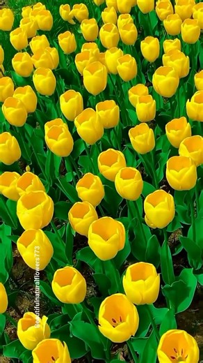 Beautiful Flower Garden Tour 🌷| Relaxing Nature 4K #springflowers