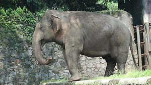 This is photo of Sumatran elephant Elephas maximus sumatranus in the Wildlife Park or Zoo.