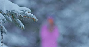Close-up, snow lies on spruce branches. Beautiful woman walks through the winter coniferous forest, snow is falling. 4k, ProRes