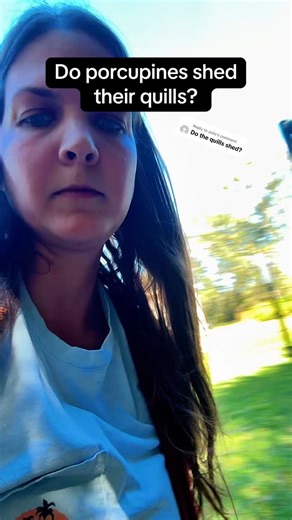 Just like a puppy dog #porcupine #animalfacts | Sunset Wildlife Connection