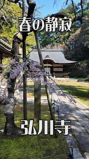 【春の静寂】弘川寺（大阪・河南町）｜桜に包まれる古刹