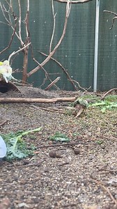 33K views · 2.7K reactions | Just a few minutes 'spying' on some...