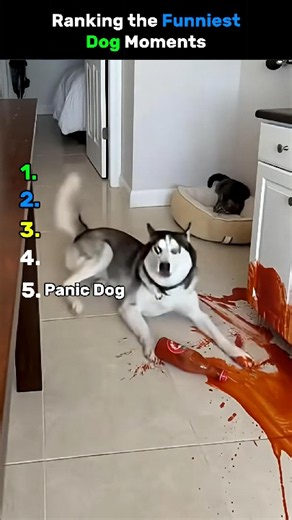 RANKING THE FUNNIEST DOG MOMENTS