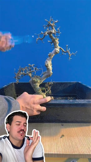 Resgate do Bonsai Centenário: Fícus Benjamina