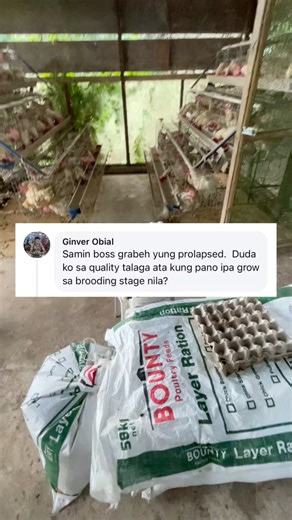 Effect of errors during brooding stage of layer chicken #poultryfarming #RTLchicken #layerchicken | Dodong King