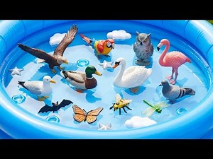 Flying Animals for Kids: Birds Chirping & Preschool Sound | Educational Videos for Toddlers