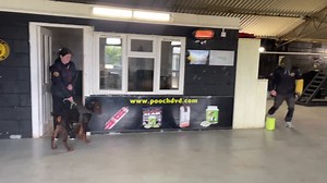 3.9K views · 43 reactions | Doberman Bowie 14 days boot camp the foundation training for Zero2Hero program | DDR GUARD DOGS | Facebook