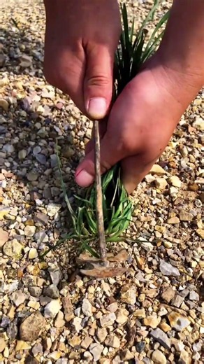 VL01234532 mini rotary tillage and ridging all-in one tree 🌲 short view#subscribe