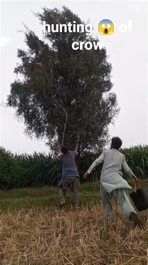 hunting of crow #hunting #villagelife #technology #youtubeshorts