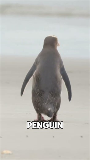 The Day 1 Million Penguins Arrive