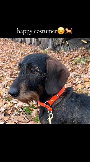 Supertoffe sliphalsband van 2 kleuren biothane👌 Neon oranje en bruin In alle kleuren van de regenboog mogelijk🌈 🐕 #dachshund #teckel #hond #dog #hondenriem #leash #collar #handgemaakt #smallbusiness | Noxel