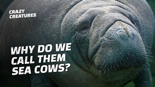 Saving the Sea Cows: Manatees in Crisis